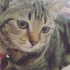 Duman