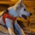 Pamuk