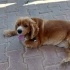 Lessi