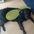 Limon