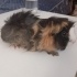 Lilo