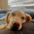 Lila