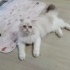 BULUT