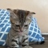 Minnoş