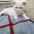 yavru kedi