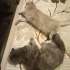 Şila ve pamuk