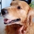 Duke