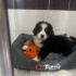 Bernese