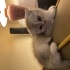 Lola