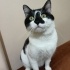 FİKO