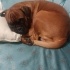 Peanut