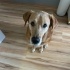 Rex