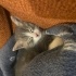 cupi