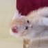 Kuki