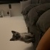 Riço