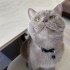 Duman