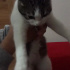 Pamuk