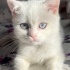 Miya