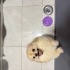 Leydi