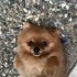Boby