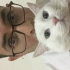 Pamuk