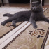 Duman
