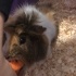 Guineapig