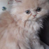 Pamuk