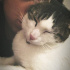 Pamuk