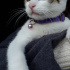 pamuk