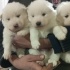 Samoyed Yavruları