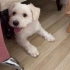 bobi