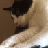 Zeytin 