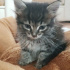 Pamuk