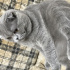 Duman