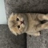 Scottish Fold