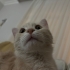 Abduş