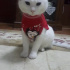 Pamuk