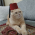 Fındık
