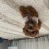 toffee