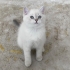 yuumi