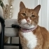 Barney