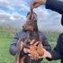 DOBERMAN