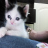 Pamuk 