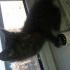 Duman