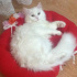 Pamuk