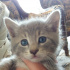 Pamuk