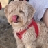 Bobby