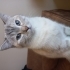 Leydi