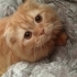 Bambam
